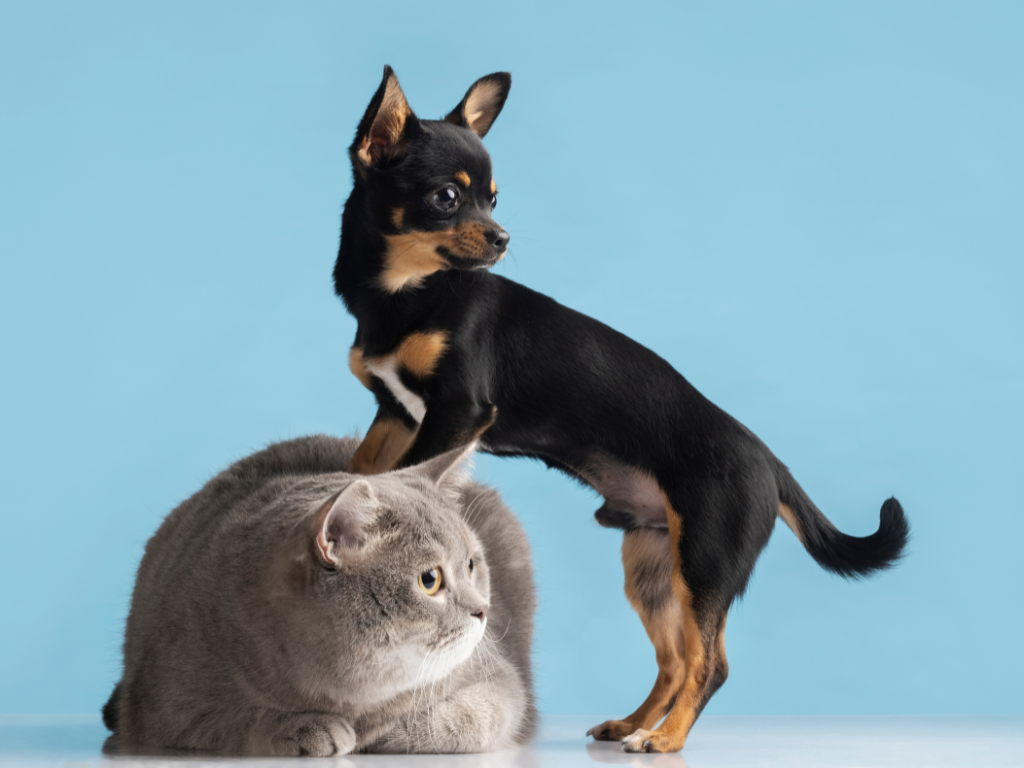 7 Tips for Getting Your Veterinary Team Home On Time