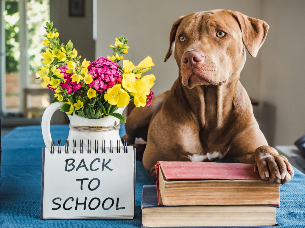 Back to School: How Vet Moms Master the Calendar and Maintain Their Sanity