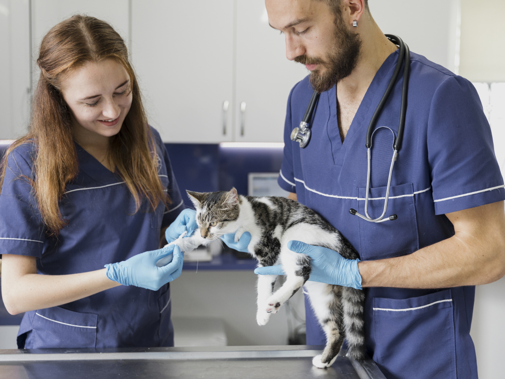 Breaking the Mold: Veterinary Practice Management Your Way