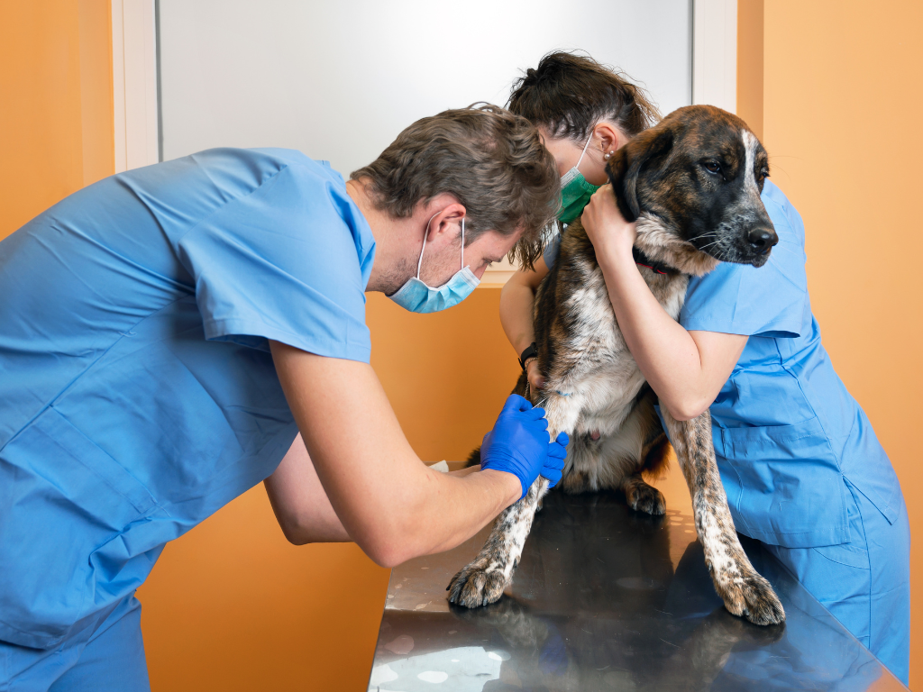 3 Ways Veterinary Software Can Empower Technicians and Assistants