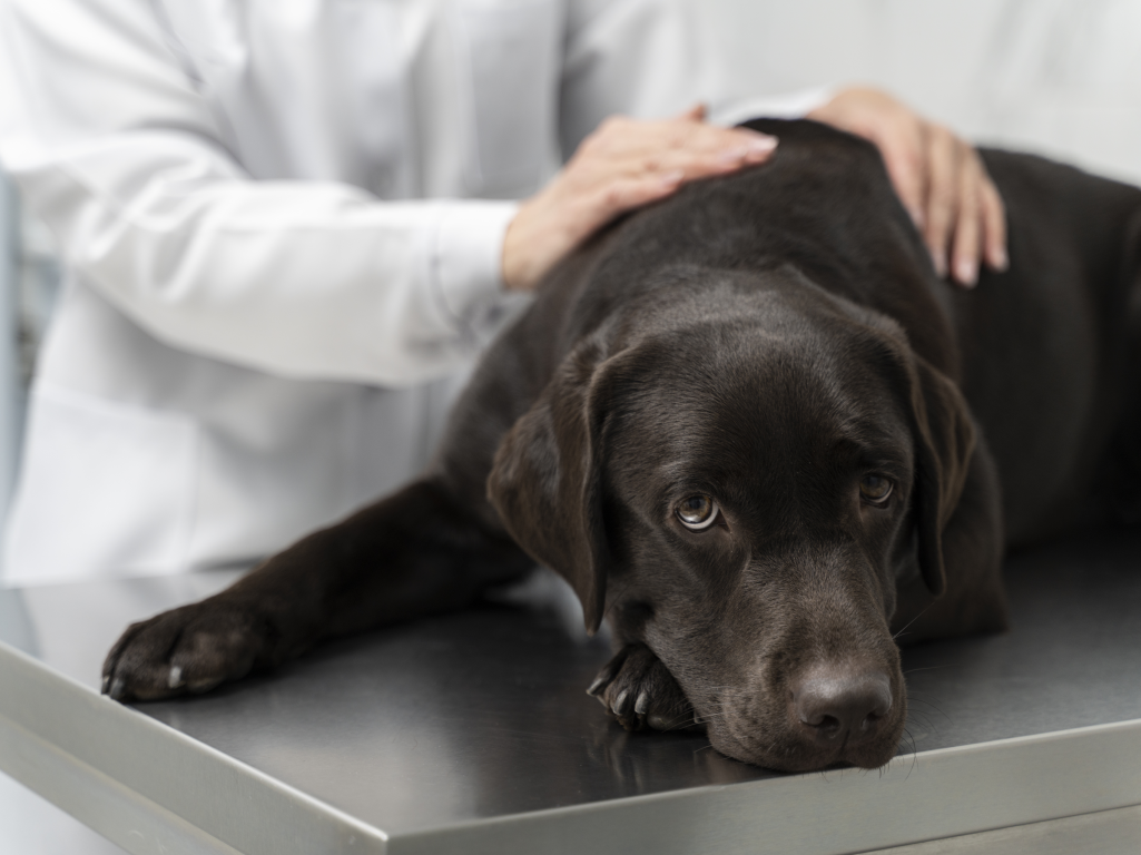 Navigating End-of-Life Conversations with Clients