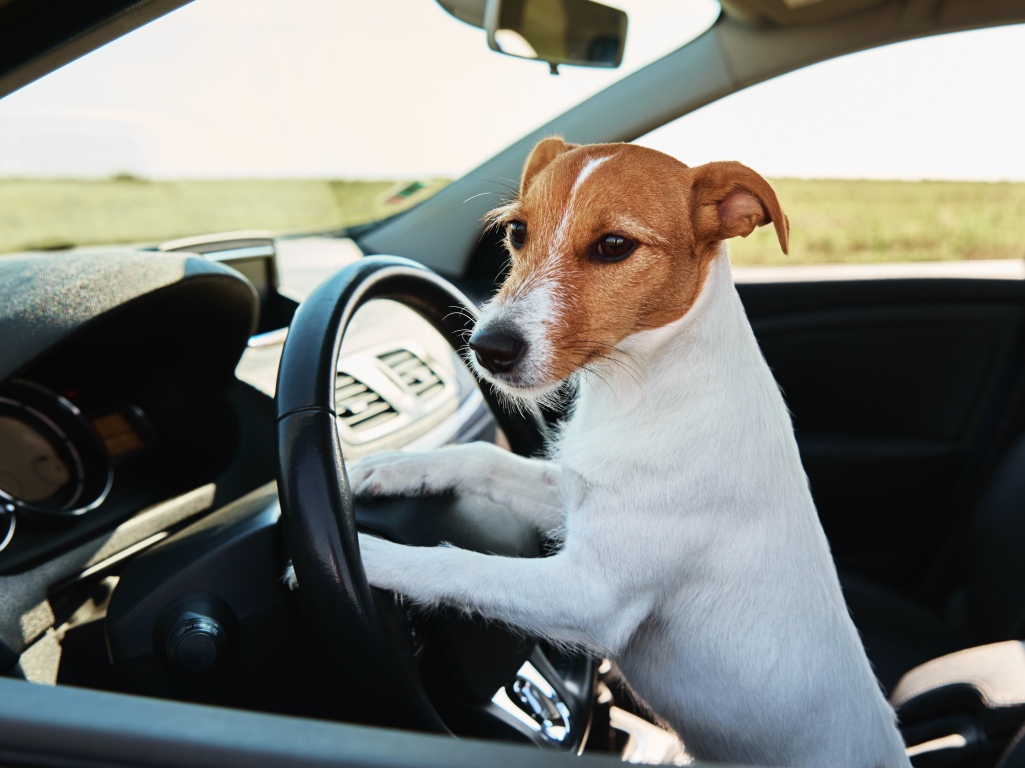 Benefits of Expanding Your Veterinary Practice With Mobile Services