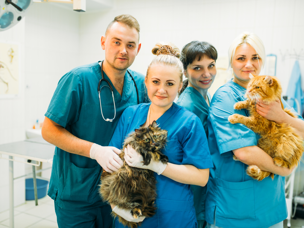 Essential Veterinary Software Functionality for Multi-Location Practices