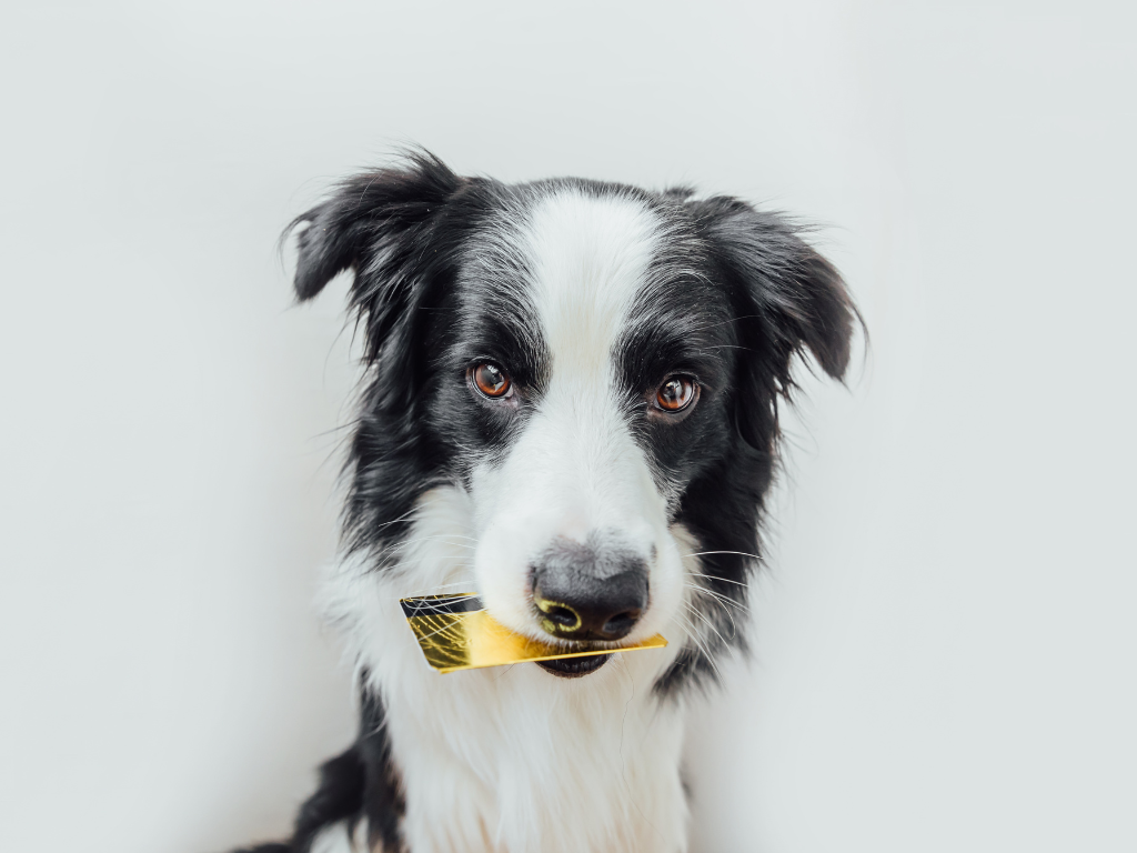 Seamless Payments, Happy Clients: The Benefits of Integrated Payment Processors