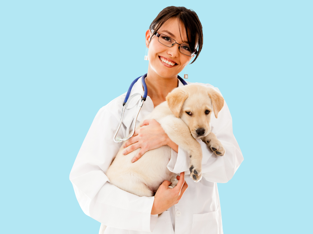 Improving The Lives of Veterinary Professionals: Shepherd Software’s Feature Updates For Summer 2024