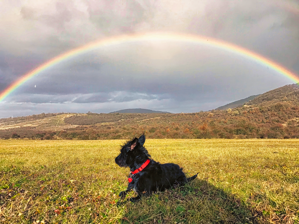 Beyond the Rainbow Bridge: A Veterinary Guide to Grief and Gratitude