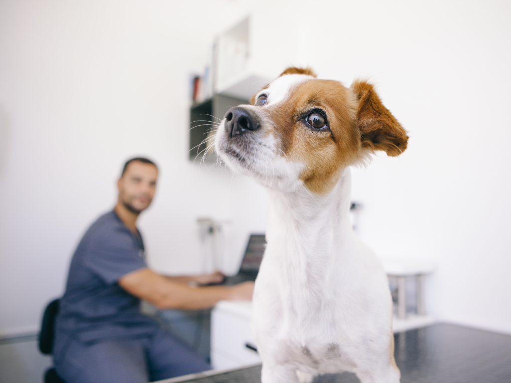 Itchy Pet Month: Taming the Tech-nical Itch: A Digital Solution for Dermatology Cases