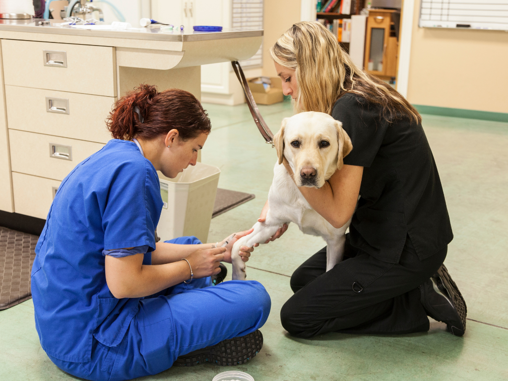 Building a Safe and Supportive Veterinary Workplace Culture