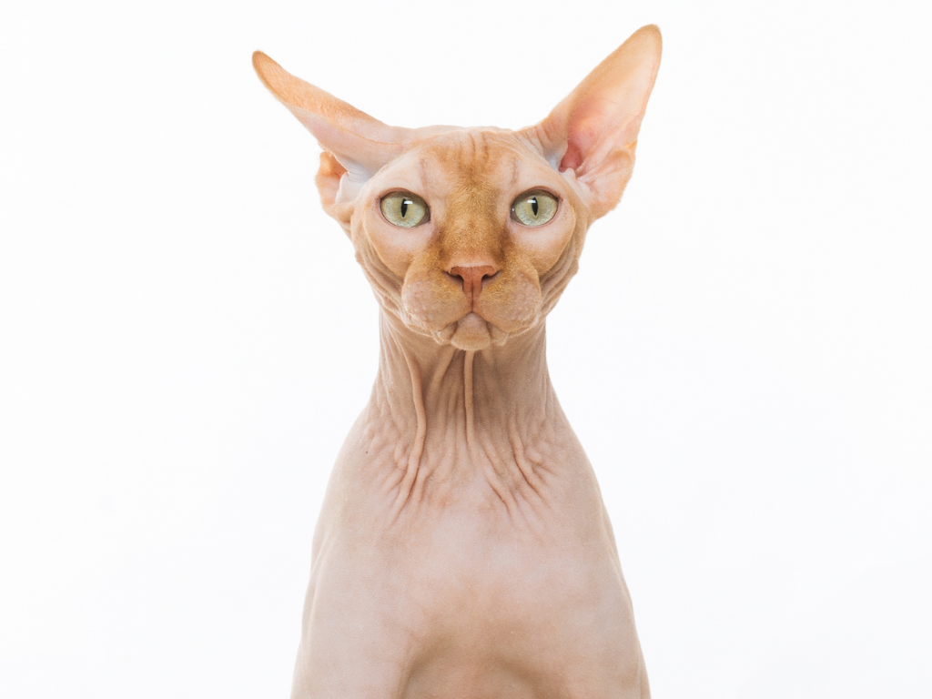 7 Secrets for Embracing the Chaos of Vet Med 