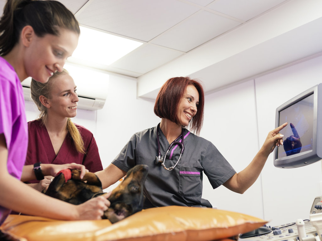 Urgent Care Efficiency Soars with VetSnap and Shepherd Data Connection